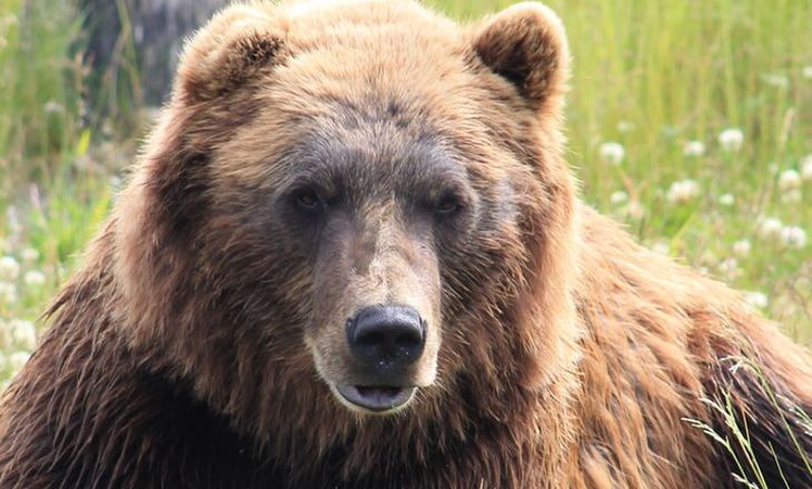 Ого! Необычная жизнь самого знаменитого русского медведя Степана
