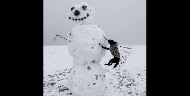 Собака отказывается уходить без руки снеговика