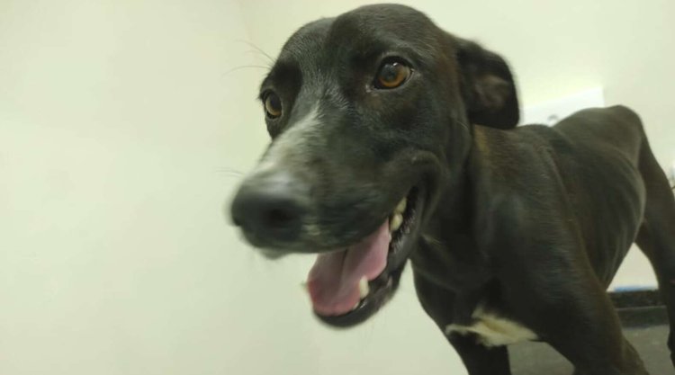 Хромой пес зашел в ветеринарную клинику за помощью