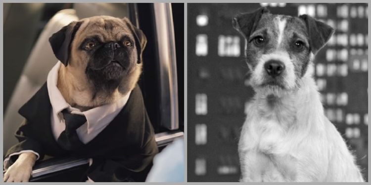 Собаки из боевиков, номинированные на «Оскар»