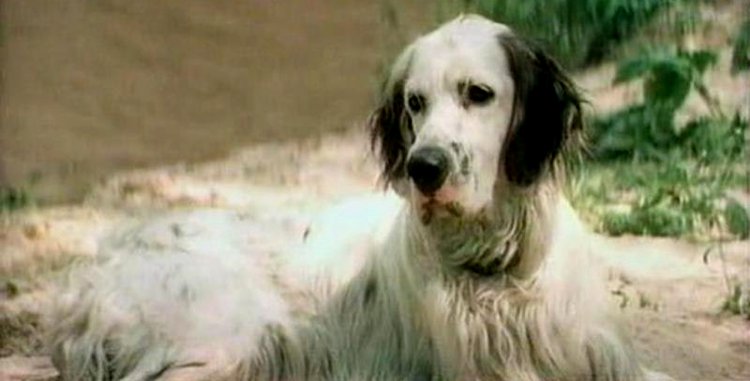 Судьба собаки из фильма «Белый Бим Чёрное ухо»