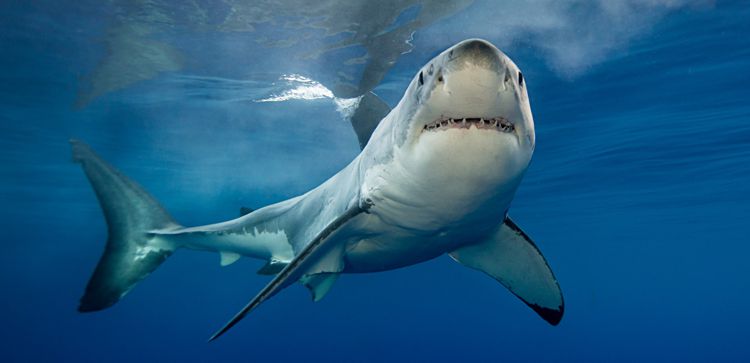 10 лучших фильмов об акулах, которые стоит посмотреть этим летом