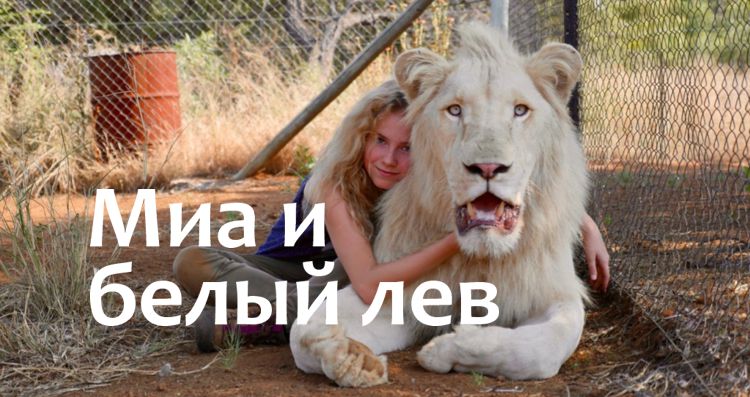 «Миа и белый лев»: В фильме снимались настоящие львы?
