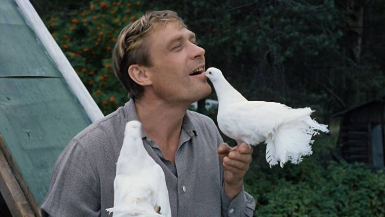 Как Александр Михайлов едва не погиб на съемках фильма «Любовь и голуби»?